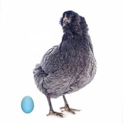 Gallinas Ameraucana