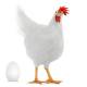 Gallinas Leghorn Light