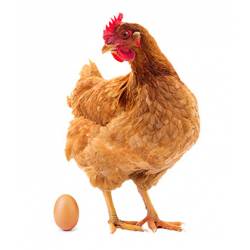 Huevos gallinas ponedoras rojas Hers