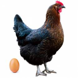 Huevos gallinas ponedoras negras Hers