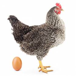 Huevos gallinas barrada