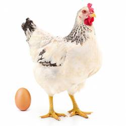 Huevos gallinas Sussex