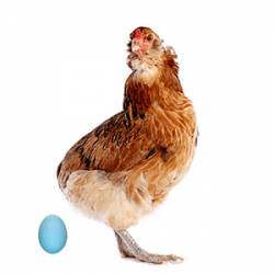 Huevos gallinas ponedoras araucanas Hers
