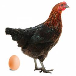 Huevos gallinas Noir