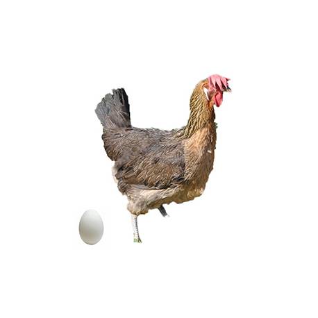 Huevos gallinas Sureña Perdiz