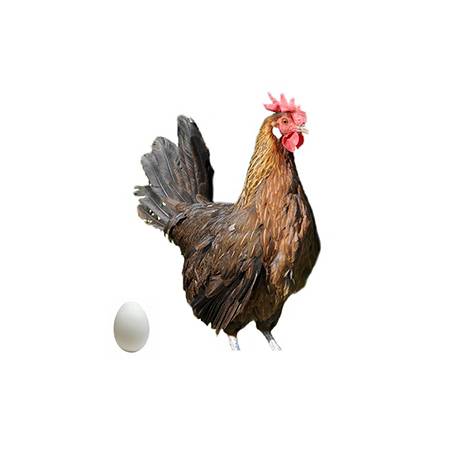 Huevos gallinas Utrerana Perdiz