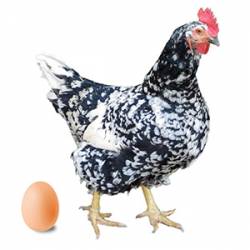 Huevos gallinas Pinta Asturiana