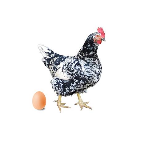 Huevos gallinas Pinta Asturiana