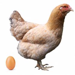 Huevos gallinas Mos