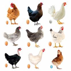 Pack gallinas de raza